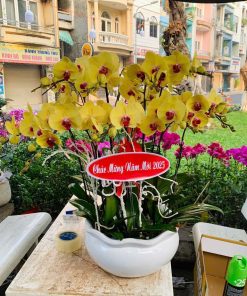 Hoa lan hồ điệp 2025 - C34