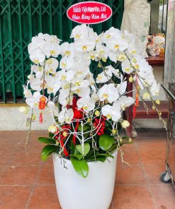 Hoa lan hồ điệp 023