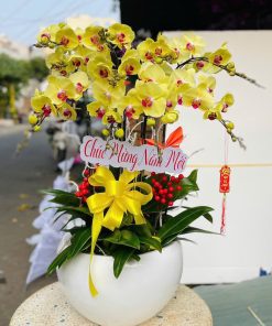 Hoa lan hồ điệp 024