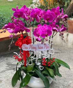 Hoa lan hồ điệp 026