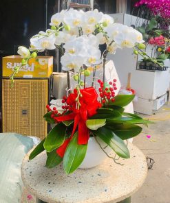 Hoa lan hồ điệp 028