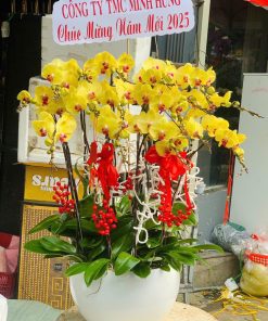 Hoa lan hồ điệp 029
