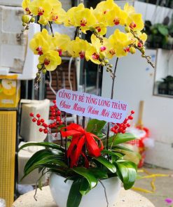 Hoa lan hồ điệp 030