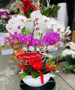 Hoa lan hồ điệp 027