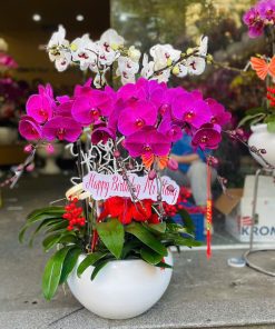 Hoa lan hồ điệp 033