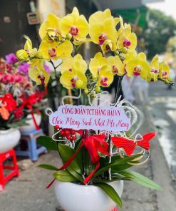 Hoa lan hồ điệp 034