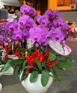 Hoa lan hồ điệp 031